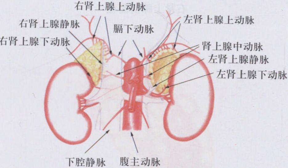 腎上腺的血管、淋巴管及神經(jīng)
